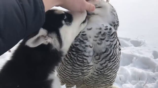 Маленький хаски без ума от белой совы смотреть онлайн