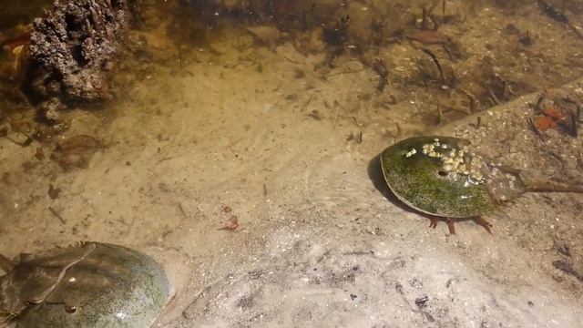 Самые древние монстры на Земле смотреть онлайн