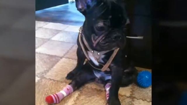 Восстановление французского бульдога смотреть онлайн