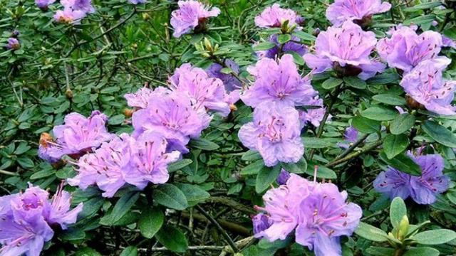 Dværg Rhododendron kategorivideo смотреть онлайн