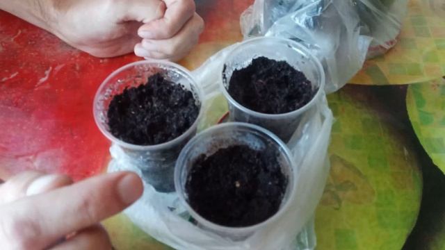 Выращивание адениума из семян с алиэкспресс часть 2 смотреть онлайн