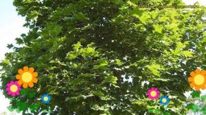 Клен ясенелистный. Краткий обзор, описание характеристик acer platanoides