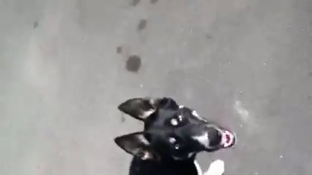 Husky Border Collie Mix смотреть онлайн
