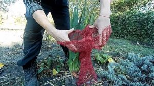 Супер способ! Как подготовить юкку к зимовке