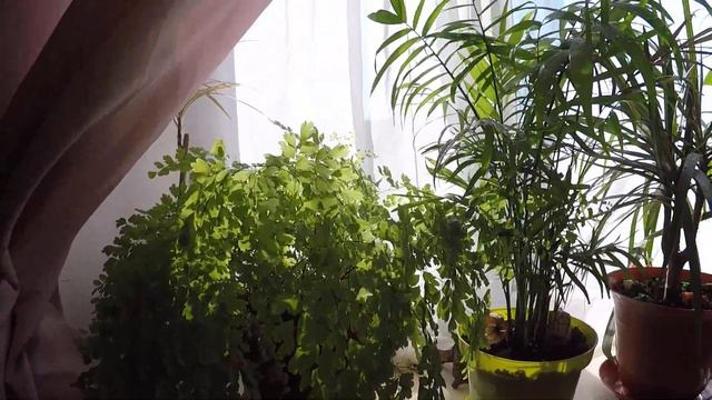 Домашние цветы на подоконнике смотреть онлайн