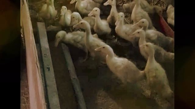 Бройлерная утка Агидель ! Лучшая порода ! смотреть онлайн