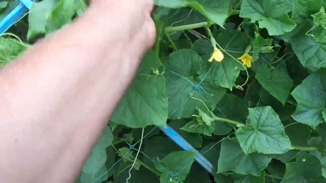 #Z Как опылять Кабачки в ручную!!! Как избавиться от Улиток на Огурцах!!! смотреть онлайн