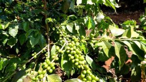 Как растет кофе в Африке | Кения и Эфиопия