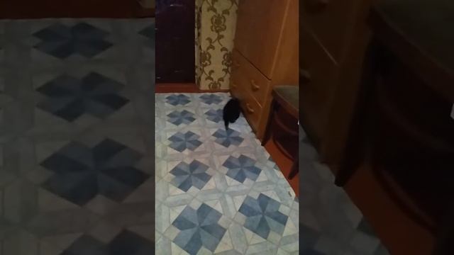 Котята достали кота теперь ему о сне только мечтать смотреть онлайн