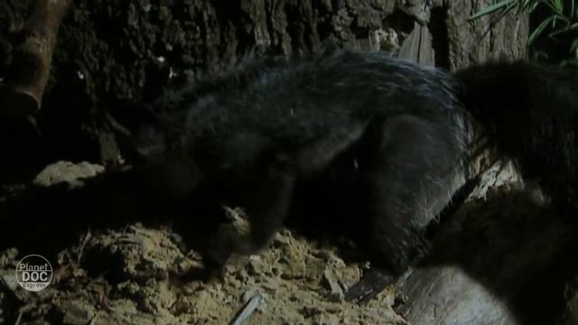 Aye Aye Lemur Of Madagascar