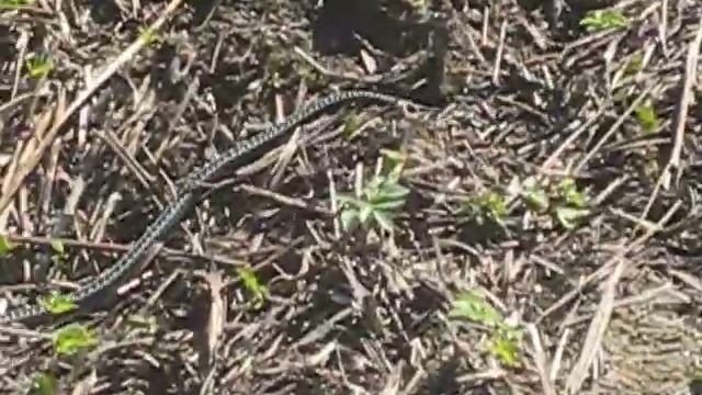 Обыкновенная гадюка идет к нам смотреть онлайн