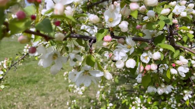 Доброе Утречко с Вегой Питбуль-Лишной?☀️ смотреть онлайн