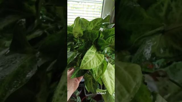 небольшая коллекция сингониумов🌱💚 смотреть онлайн