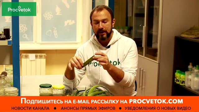 Целительная сила АЛОЭ: правильный рецепт для здоровья и красоты смотреть онлайн