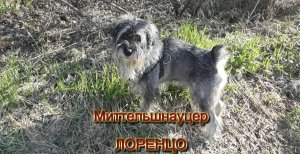Миттельшнауцер ЛОРЕНЦО