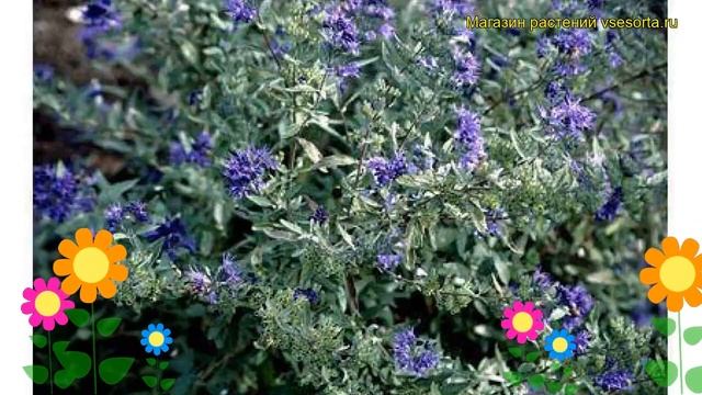 Кариоптерис кландоненского Кев Блю. Краткий обзор, описание caryopteris?clandonensis Kew Blue смотреть онлайн
