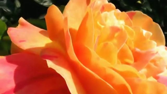 Flower Carpet Amber Rose смотреть онлайн