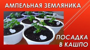 Ампельная земляника. Посадка в кашпо
