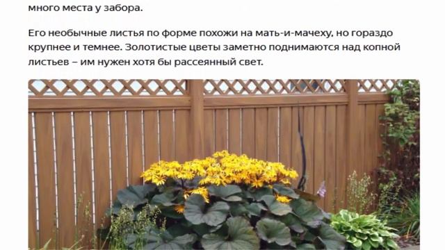 В тени забора 3 эффектных многолетника для тенистых мест смотреть онлайн