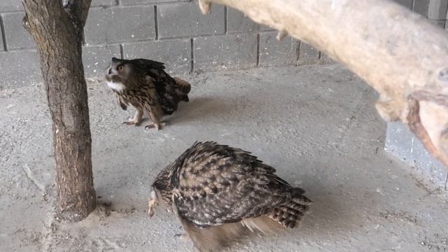 Филины ждут пополнения! Муж и любовник кормят даму! The owls are waiting for replenishment! смотреть онлайн