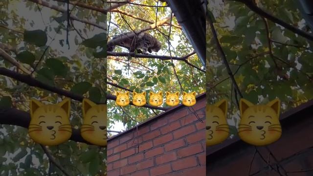 Бойцы наелись и пошли в атаку! Еле разняла! Было не до телефона! Уже перемирие!???#shorts#приют#кот смотреть онлайн