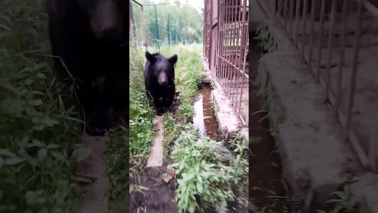 Медведи просятся домой. #bear смотреть онлайн