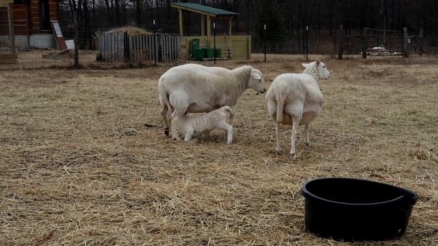 SHEEP AND GOATS ~ 1 WAY MASTITIS STARTS and HOW TO STOP IT! смотреть онлайн