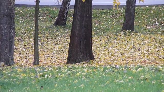 Canon PowerShot SX160 IS street zoom Riga Latvia test video смотреть онлайн