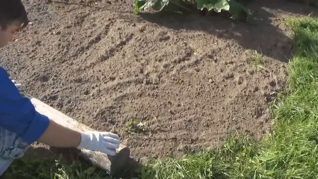 Сажаем газон. От сорняков до всходов. смотреть онлайн