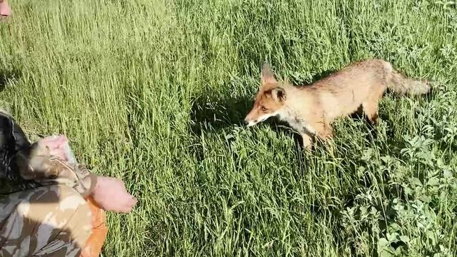 Подкармливаем лису. смотреть онлайн