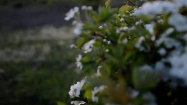 Май - первый боярышник в цвету смотреть онлайн