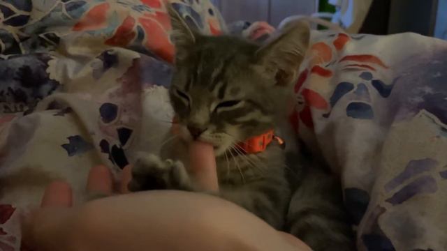Котёнок сосет палец и засыпает / the kitten sucks her finger and falls asleep смотреть онлайн