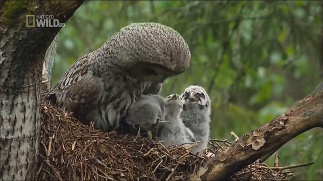 СЕВЕРНАЯ ..СКАНДИНАВИЯ..ОБИТАНИЯ БУРЫХ.. МЕДВЕДЕЙ И ИХ ПОТОМСТВА смотреть онлайн