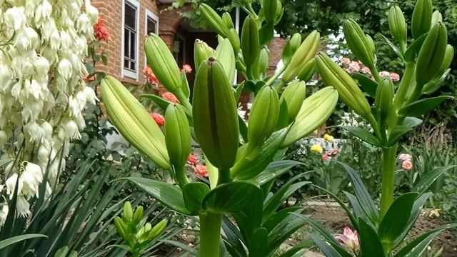 Чем подкормить лилии для пышного цветения