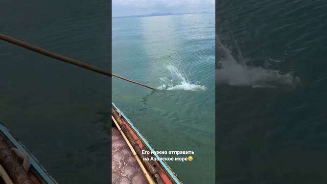 А вы знаете зачем ловят медуз? смотреть онлайн
