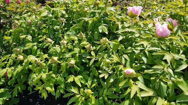 Peony Garden 4-11-2020 смотреть онлайн