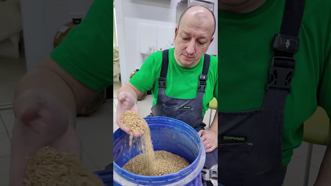 Пшеничное пиво #пиво #самозванцы #shorts смотреть онлайн