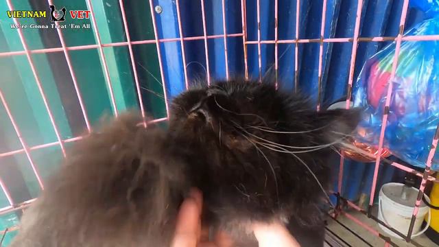 His Bladder Is As Big As A Balloon – Saving Cat Having Urinary Retention