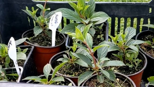 Что делать если саженцы гортензий НЕ РАСТУТ? Результаты эксперимента. смотреть онлайн