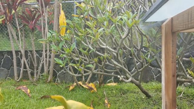 'io (Hawaiian Hawk) - perching 1m. up in our Plumeria Tree смотреть онлайн