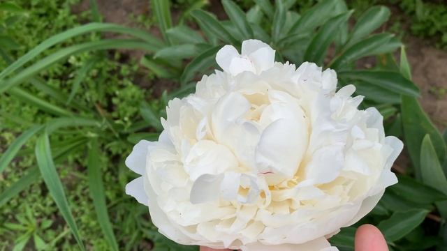 Peony ALICE HARDING. (Lemoine, 1922), channel YouTube : PEONIES-ALL ABOUT THEM (ПІОНИ-ВСЕ ПРО НИХ) смотреть онлайн