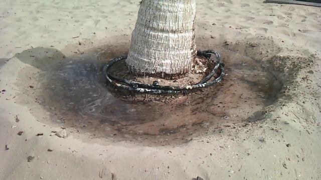 Palm watering in Dubai (полив пальм в Дубае) смотреть онлайн