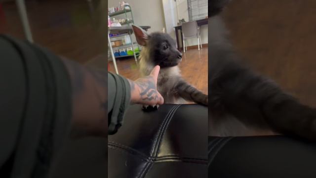 Ты кто 🧐? смотреть онлайн