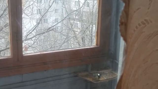 Синицы на балконе 20161125 смотреть онлайн