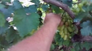 виноград Мальчик с пальчик на 13 .08 . 2021 г.