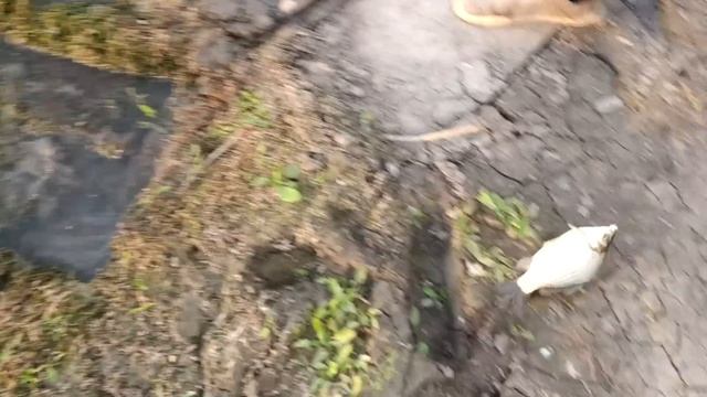 ТАБЛЕТКА ДЛЯ РЫБАЛКИ ЗА 5 МИНУТ ЗАСТАВЛЯЕТ КЛЕВАТЬ ВСЮ РЫБУ! 1 ТАБЛЕТКА НА ВСЮ РЫБУ! смотреть онлайн