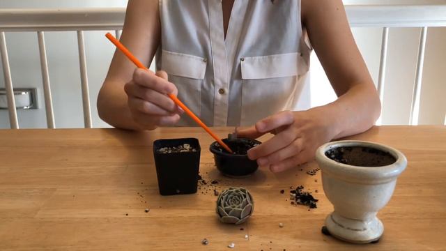 ASMR *no talking* - Fast Tapping - Echeveria Lola Repotting смотреть онлайн