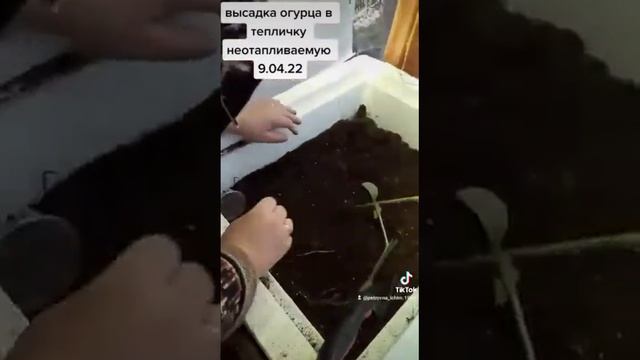 огурчик для раннего урожая. тюменская обл. 9 апреля 22 г смотреть онлайн