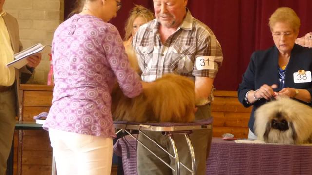 Imperial Pekingese Ch.Show 2018,Junior Dog Class смотреть онлайн