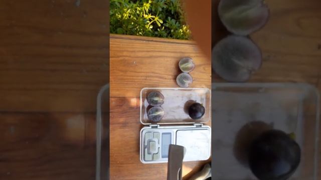 Ось він який, кишмиш Спокуса. смотреть онлайн